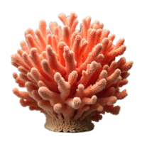 Coral with delicate branches and vibrant colors on transparent background. png
