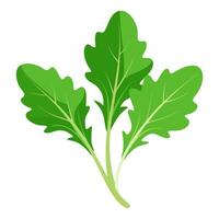 arugula vegetable for cooking meals. A bright element isolated on white for design vector