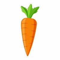 carrot vegetable for cooking meals. A bright element isolated on white for design vector