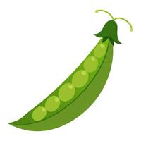 green peas vegetable for cooking meals. A bright element isolated on white for design. vector