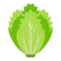 frisee salad vegetable for cooking meals. A bright element isolated on white for design vector