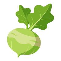 kohlrabi vegetable for cooking meals. A bright element isolated on white for design vector