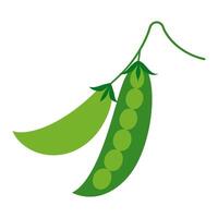 green peas vegetable for cooking meals. A bright element isolated on white for design. vector