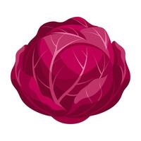 red cabbage vegetable for cooking meals. A bright element isolated on white for design illustration vector