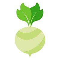 kohlrabi vegetable for cooking meals. A bright element isolated on white for design vector