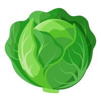 cabbage vegetable for cooking meals. A bright element isolated on white for design illustration vector
