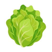 lettuce vegetable for cooking meals. A bright element isolated on white for design. vector