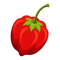 hot pepper, trinidad scorpion butch pepper vegetable for cooking meals. A bright element isolated on white for design. vector