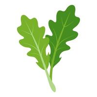 arugula vegetable for cooking meals. A bright element isolated on white for design vector