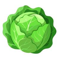 cabbage vegetable for cooking meals. A bright element isolated on white for design illustration vector