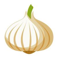 garlic vegetable for cooking meals. A bright element isolated on white for design vector