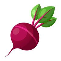 beetroot vegetable for cooking meals. A bright element isolated on white for design illustration vector