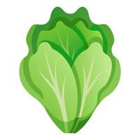 lettuce vegetable for cooking meals. A bright element isolated on white for design. vector