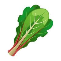 chard vegetable for cooking meals. A bright element isolated on white for design vector