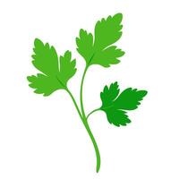 cilantro vegetable for cooking meals. A bright element isolated on white for design vector