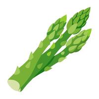 asparagus vegetable for cooking meals. A bright element isolated on white for design. vector