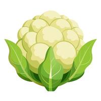 cauliflower vegetable for cooking meals. A bright element isolated on white for design vector