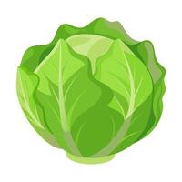 iceberg lettuce vegetable for cooking meals. A bright element isolated on white for design illustration vector