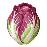 radicho vegetable for cooking meals. A bright element isolated on white for design illustration vector