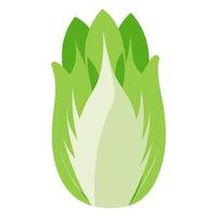 Napa cabbage vegetable for cooking meals. A bright element isolated on white for design illustration vector