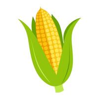 corn vegetable for cooking meals. A bright element isolated on white for design vector