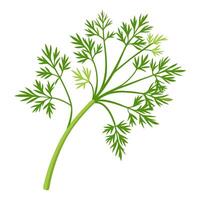 dill vegetable for cooking meals. A bright element isolated on white for design vector