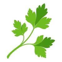 cilantro vegetable for cooking meals. A bright element isolated on white for design vector
