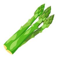 asparagus vegetable for cooking meals. A bright element isolated on white for design. vector