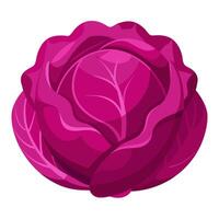 red cabbage vegetable for cooking meals. A bright element isolated on white for design illustration vector