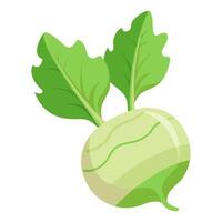 kohlrabi vegetable for cooking meals. A bright element isolated on white for design vector