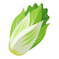 endive vegetable for cooking meals. A bright element isolated on white for design. vector