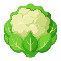 cauliflower vegetable for cooking meals. A bright element isolated on white for design vector