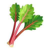 rhubarb vegetable for cooking meals. A bright element isolated on white for design illustration vector