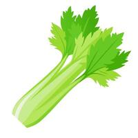 celery vegetable for cooking meals. A bright element isolated on white for design. vector