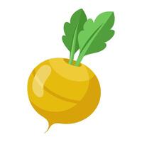 turnip vegetable for cooking meals. A bright element isolated on white for design illustration vector