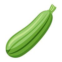 zucchini vegetable for cooking meals. A bright element isolated on white for design vector