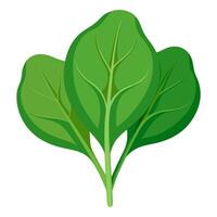 spinach vegetable for cooking meals. A bright element isolated on white for design illustration vector