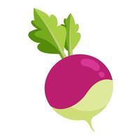 turnip vegetable for cooking meals. A bright element isolated on white for design illustration vector