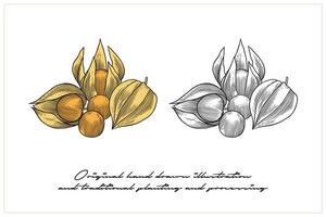 illustration of colored Morel berries using engraving techniques vector