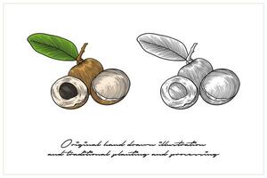 colored longan fruit illustration using carving techniques vector