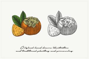 Colored illustration of Persimmon fruit using engraving technique vector