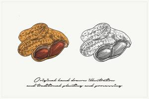 colored illustration of peanuts using engraving technique vector
