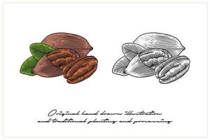 Colored Pecan illustration with engraving technique vector