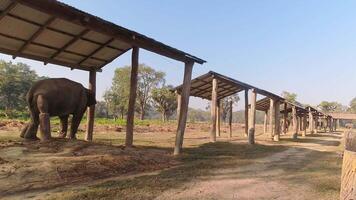 l'éléphant isolé dans chitwan nationale parc l'éléphant reproduction centre. Népal Voyage destination. jungles tampon zone animaux video