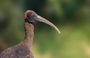 Introducing the stunning Red naped Ibis, With its striking black and white plumage and bright red neck and head, this bird is sure to catch your eye. photo
