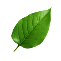 3d green leaf isolated on transparent background png