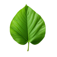 3d green leaf isolated on transparent background png
