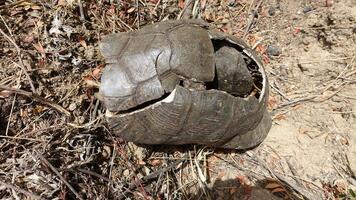The carapace and remains of a large turtle that died during a sunny day. photo