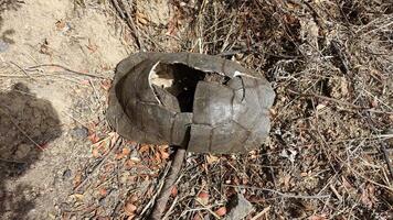 The carapace and remains of a large turtle that died during a sunny day. photo