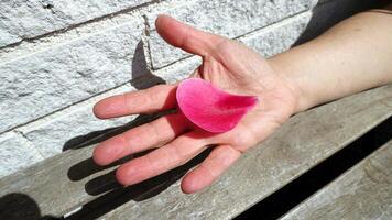 A petal of a fallen pink flower resting in the palm of a hand. photo
